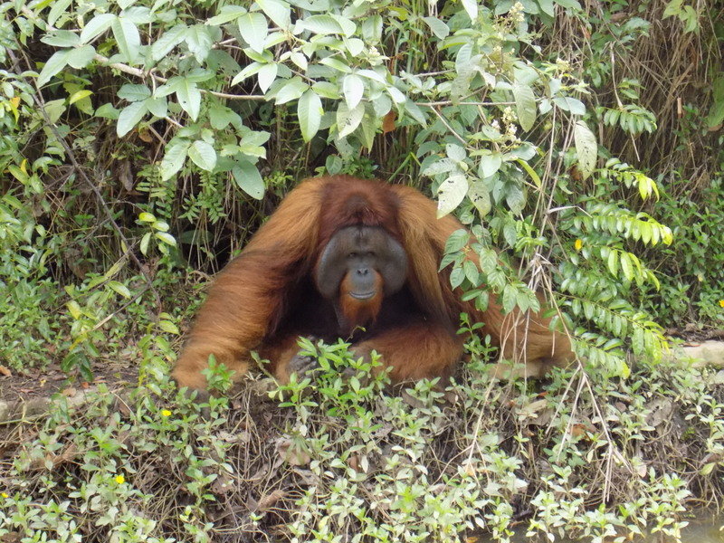 Samboja Lestari Orang oetan rehabilitatie centrum