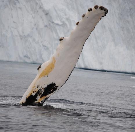 Whale Greenland