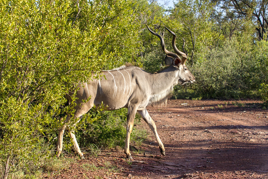 Marakele NP Kudu