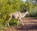 Marakele NP Kudu