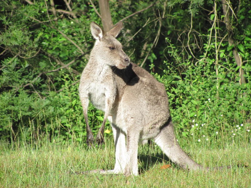 Kangoeroe Australië