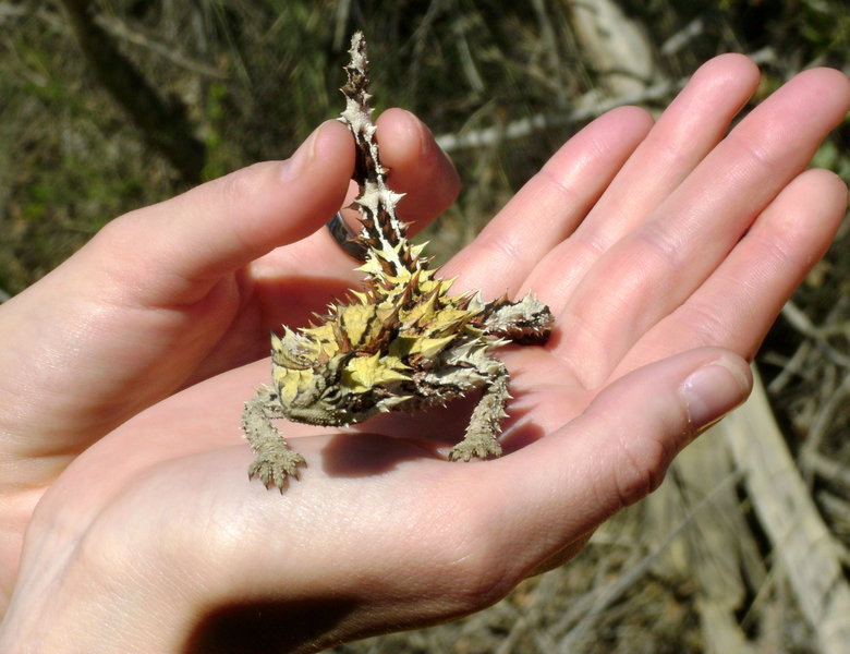 West Australe wildleven 