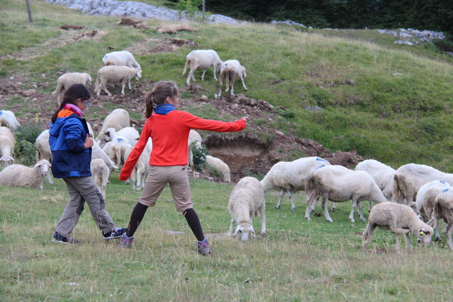 Kinderen met schapen