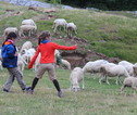 Kinderen met schapen
