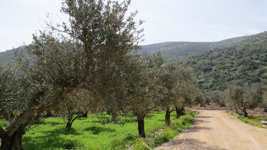 hiking thourgh palestina