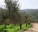 hiking thourgh palestina