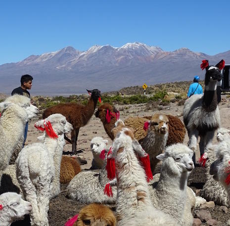 Rondreis Peru lama