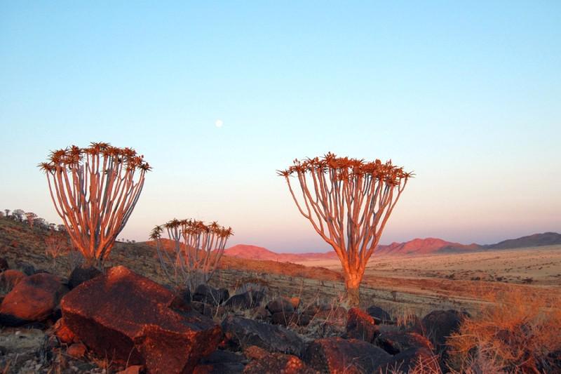 familiereis Zuidelijk Afrika kokerbomen