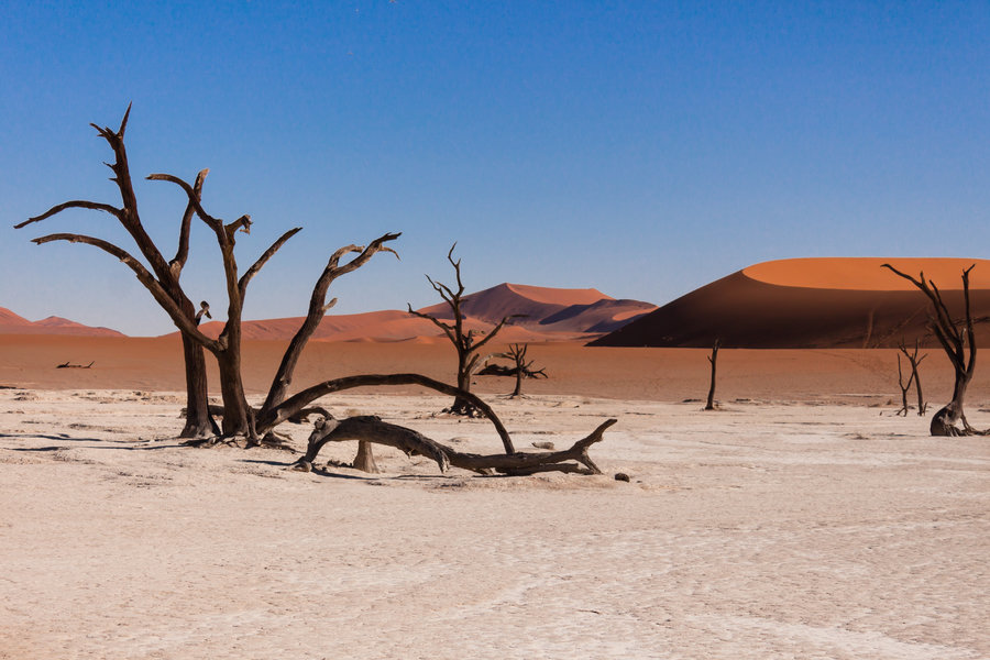 familiereis Zuidelijk Afrika deadvlei