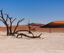 familiereis Zuidelijk Afrika deadvlei
