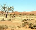 familiereis Zuidelijk Afrika sossusvlei