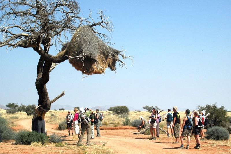 familiereis Zuidelijk Afrika weversnest