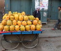 Fruit, Delhi