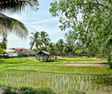 Langkawi rijstveld