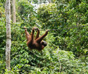 Rondreis West-Maleisië & Borneo orang-oetan