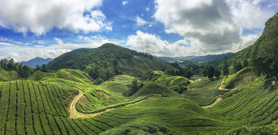 Rondreis West-Maleisië & Borneo Cameron Highlands