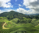 Rondreis West-Maleisië & Borneo Cameron Highlands