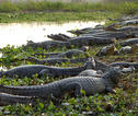 familiereis Argentinië en Brazilië  kaaimannen in de Pantanal