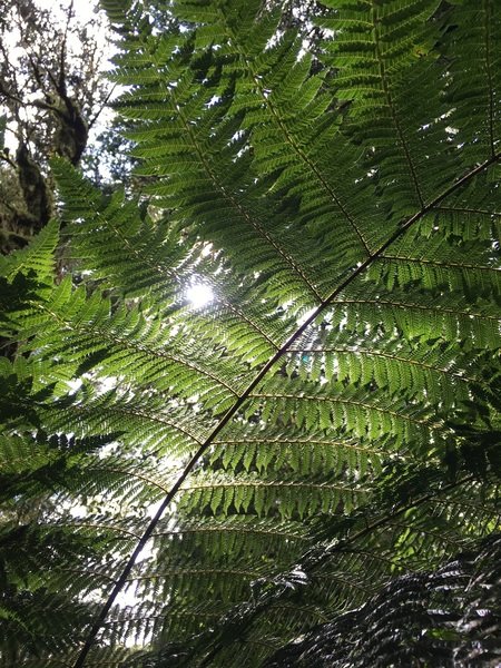 Fietsvakantie Nieuw Zeeland Cycletours 36