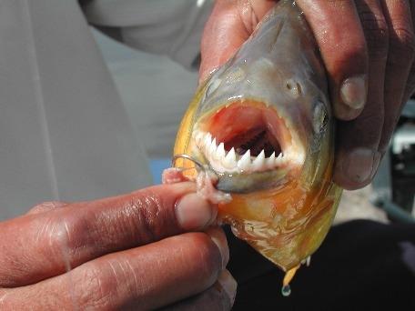 familiereis Argentinië en Brazilië  op piranhas vissen in de Pantanal