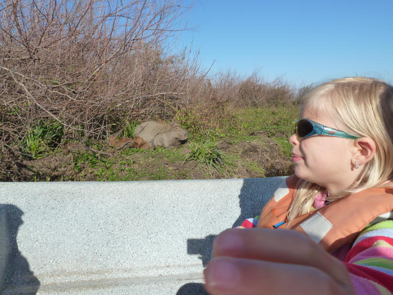 familiereis Argentinië en Brazilië  de Pantanal, capibara's