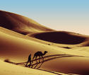 Kameel in de woestijn bij Zagora