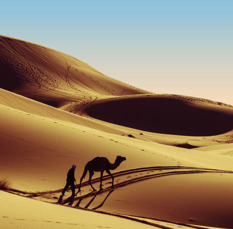 Kameel in de woestijn bij Zagora