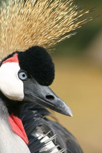 Kroonkraanvogel Uganda