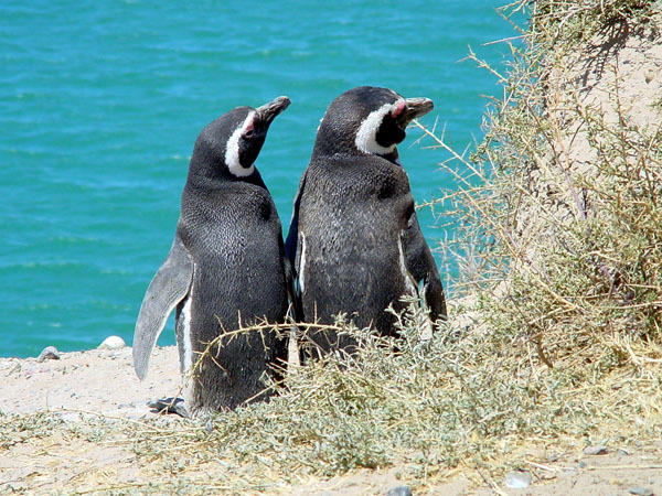 Patagonië Pinguin