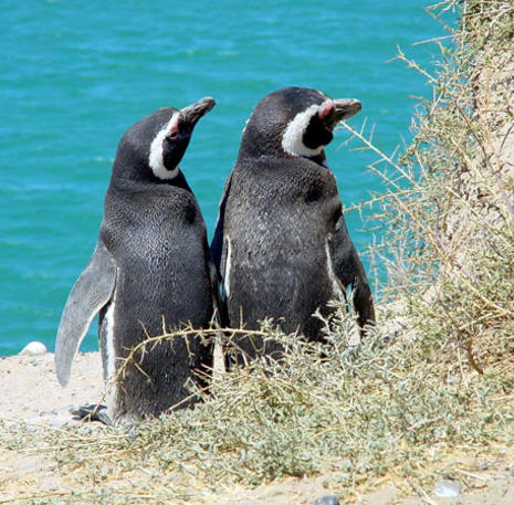 Patagonië Pinguin