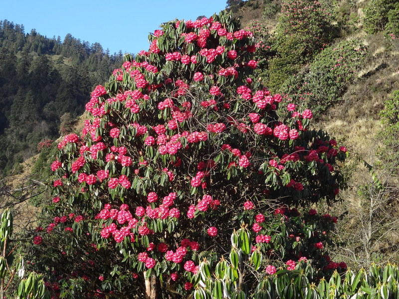 Rhodondendrons eind maart