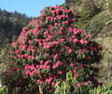 Rhodondendrons eind maart