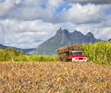 Mauritius sugar
