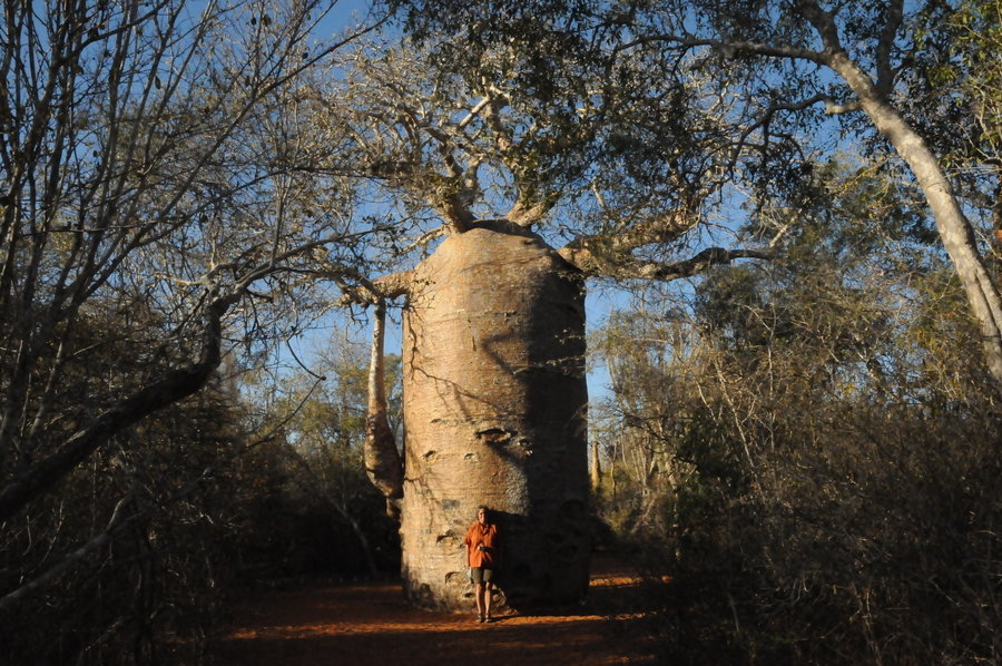 Fam met baobab