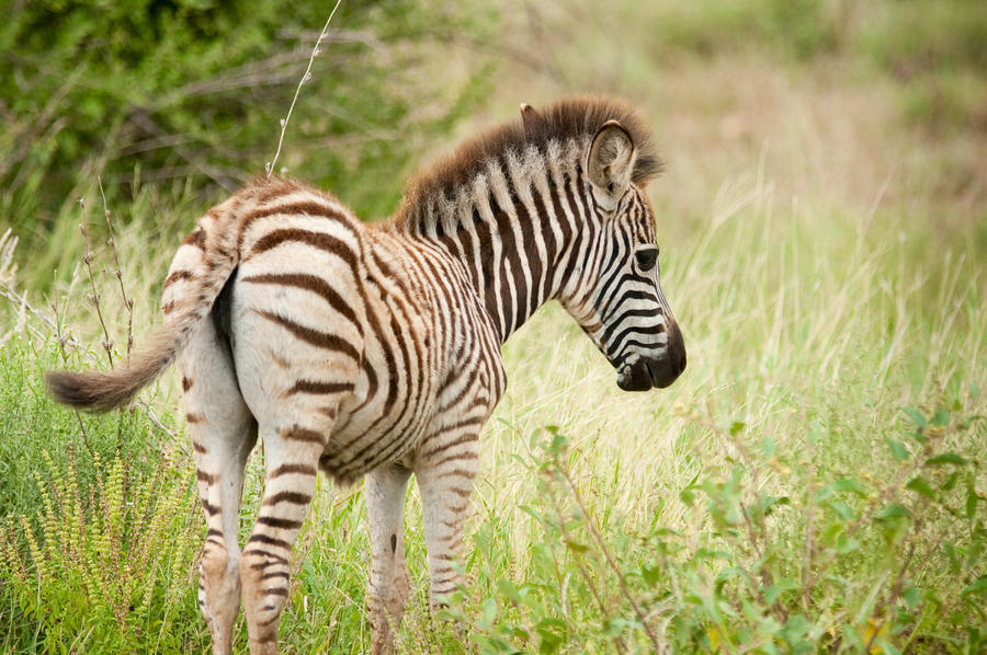 Rondreis Zuid-Afrika