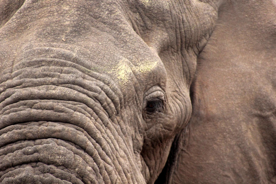 Rondreis Zuid-Afrika