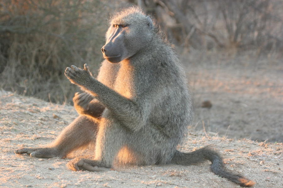 Rondreis Zuid-Afrika