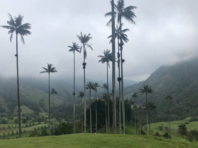 Rondreis Colombia Valle de Cocora