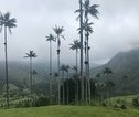 Rondreis Colombia Valle de Cocora