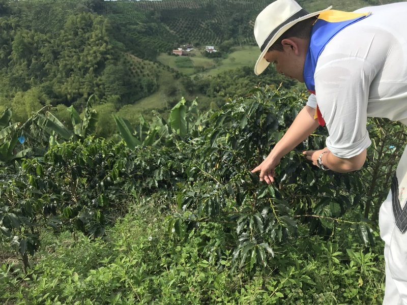 Rondreis Colombia Koffiestreek