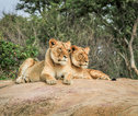 Rondreis Zuid-Afrika leeuw