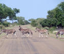 Rondreis Zuid-Afrika Zebra's Krugerpark