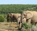 Rondreis Zuid-Afrika Addo Olifanten