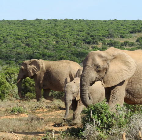 Rondreis Zuid-Afrika Addo Olifanten