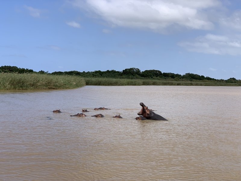 Nijlpaarden St Lucia