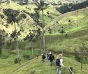 Rondreis Colombia waxpalmen wandeling