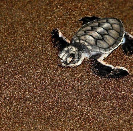 Costa Rica schildpad