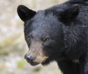 Familiereis Canada Zwarte beer