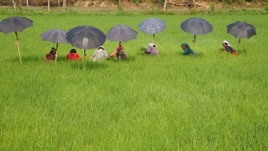 Rondreis Nepal rijstvelden Chitwan