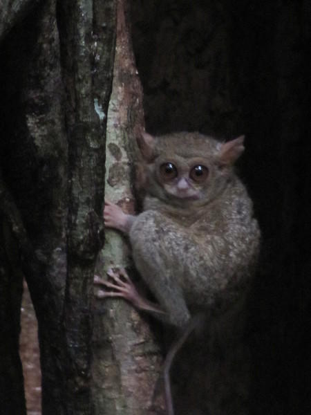 Tangkoko NP